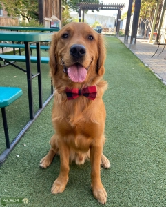 Red AKC Golden Retriever  Listing Image