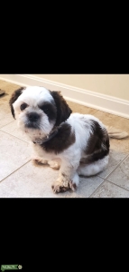 Stud shih tzu  Listing Image