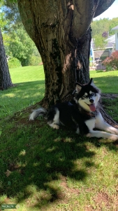 Pomsky  Listing Image