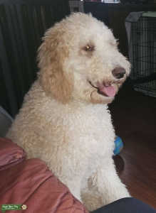 Light tan/beige FB2 Goldendoodle looking to help breed Listing Image