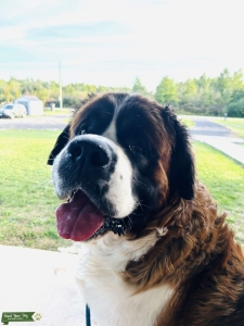 St.Bernard Listing Image