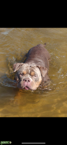 MALE, CHAMPAGNE, POCKET BULLY Listing Image