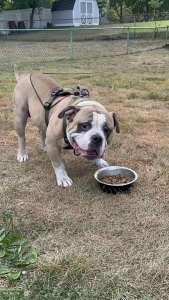 American Bully Listing Image