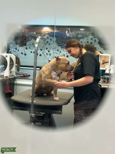 fawn American Bully Listing Image