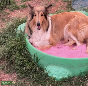 3 year old Rough Collie Listing Image