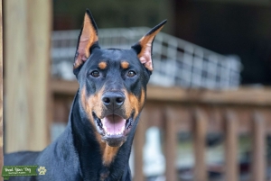 Fully AKC registered Doberman stud Listing Image