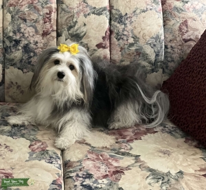 We are looking for a Registered Havanese Male stud Listing Image