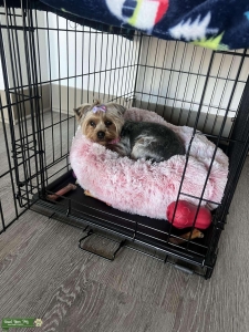 LOOKING FOR A STUD YORKIE Listing Image