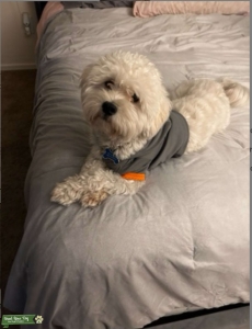 2 yr old Maltipoo Stud Looking for mate! Listing Image