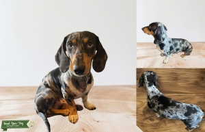 Purebred male dapple dachshund. Bright blue eyes and very unique coloring. Listing Image