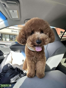 Micro Golden Doodle for Stud Service Listing Image