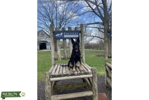 Malinois / GSD mix  Listing Image