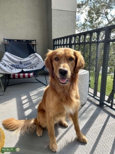 AKC Golden Retriever (Proven) Listing Image