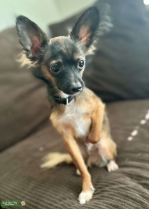 Young Toy Breed Stud Listing Image