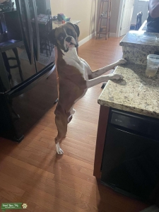 Boxer for stud Listing Image