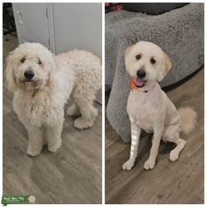 Ckc Golden doodle stud Listing Image