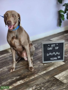 AKC Weimaraner  Listing Image