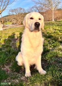 AKC/FCI English type Golden Retriever, CHIC Listing Image
