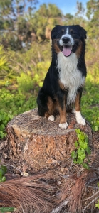 Handsome Aussie Boy  Listing Image