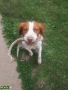 American Brittany white and orange  Listing Image