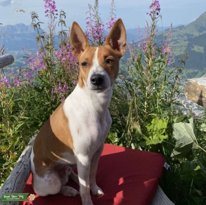 Rat Terrier Stud from AKC Grand Champion bloodlines Listing Image