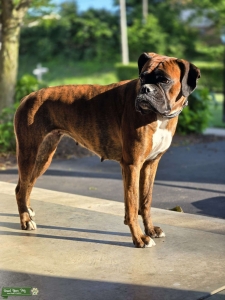 50/50 euro-american Brindle Listing Image