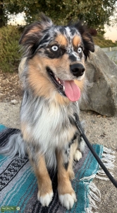Blue Merle Aussie Listing Image