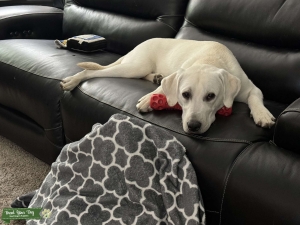 White English Labrador Listing Image