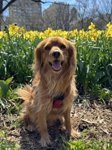 Beautiful male Cavapoo looking for a bitch Listing Image