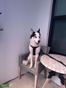 Black and white Siberian Husky Listing Image