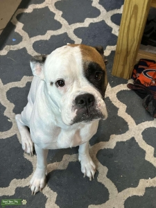 Full blooded female tricolor Boxer Listing Image