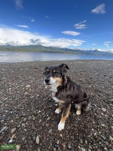 Dilute Lavender Merle Australian Shepherd Listing Image