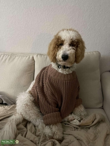 Golden doodle tricolor stud  Listing Image