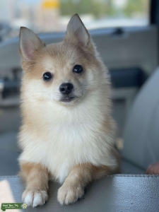 Pomsky Stud at Your Service Listing Image