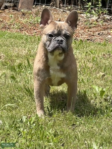 French Bulldog Stud at Your Service Listing Image