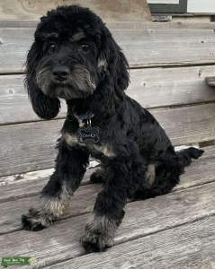 Cockapoo Stud at Your Service Listing Image
