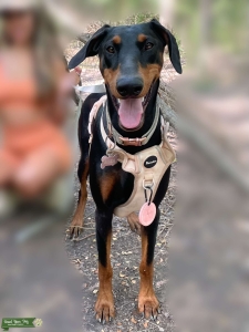 Female Doberman  Listing Image