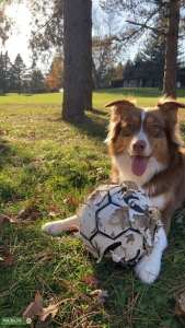 Handsome Australian Shepherd (Oakland) AKC cert. w/Pedigree Listing Image