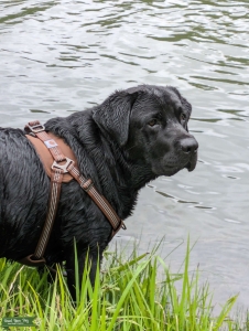 English Lab (Black) - Big block head Listing Image