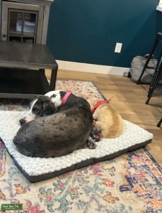 Loving Lorelei Listing Image