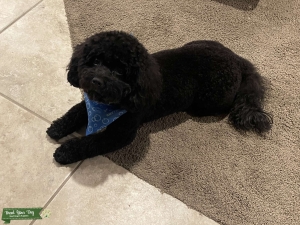 Black Mini Goldendoodle Listing Image