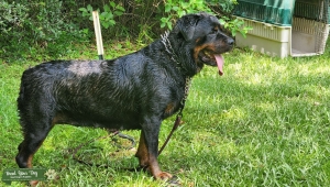 Rottweiler  Listing Image
