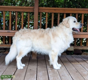 Stud Golden Retriever Light/ English Cream Listing Image