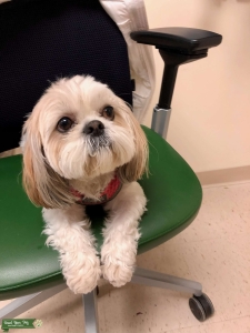 Shih Tzu female  Listing Image