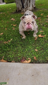 English bulldog stud Listing Image