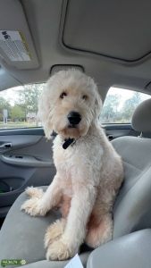 Stud Goldendoodle Listing Image