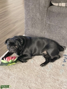 Casper: Purebred Male Pug Available for Breeding Listing Image
