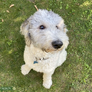 White & Grey Sheepdog / Poodle Mix Listing Image