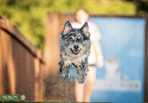AKC/ASDR Blue Merle  Listing Image