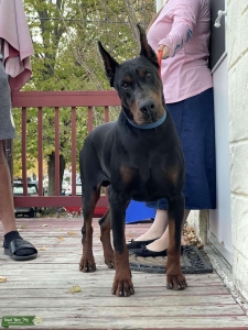 Import Doberman stud Listing Image